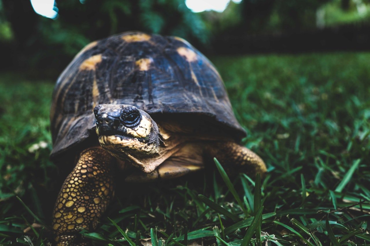 How do you take care of a tortoise at home?