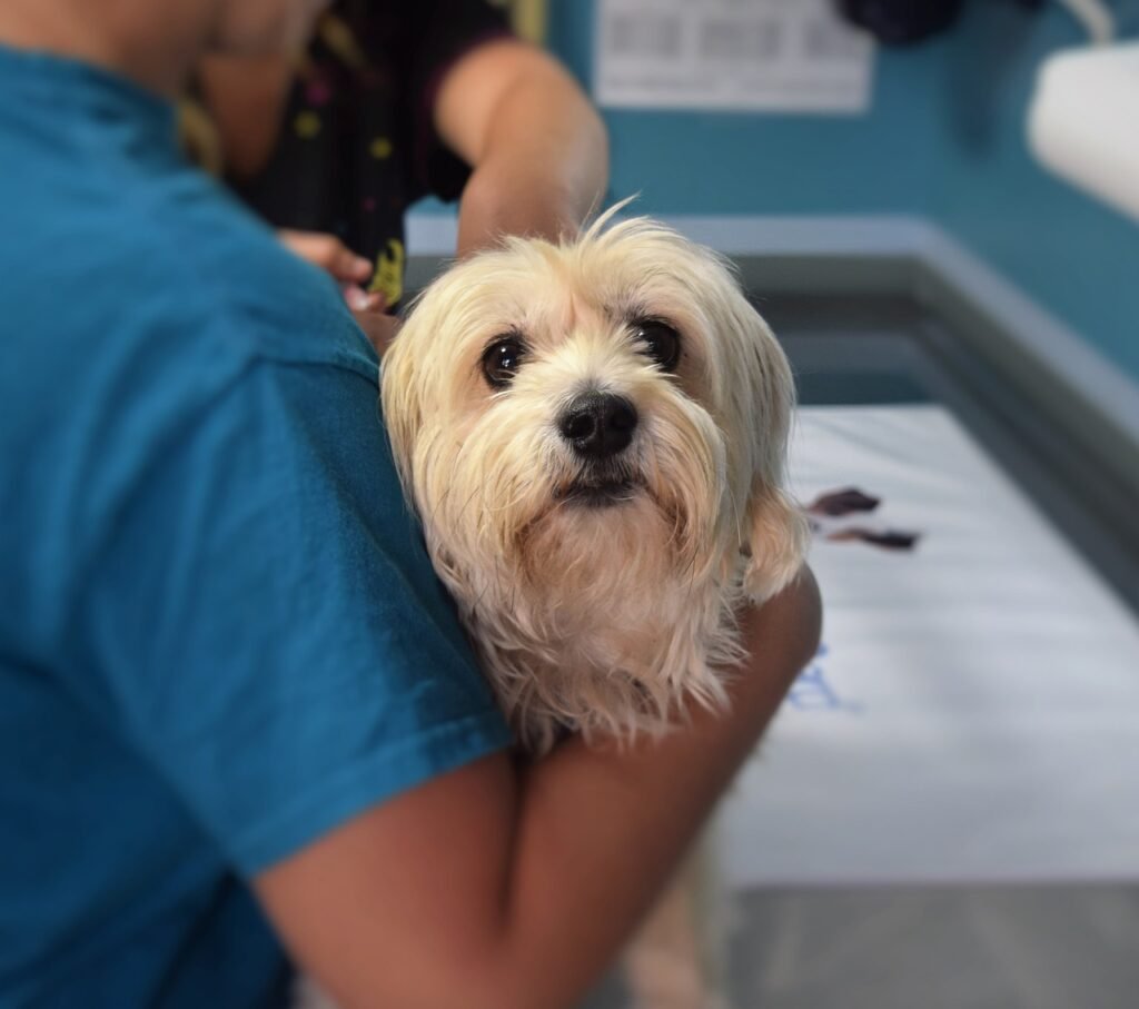 animal hospital